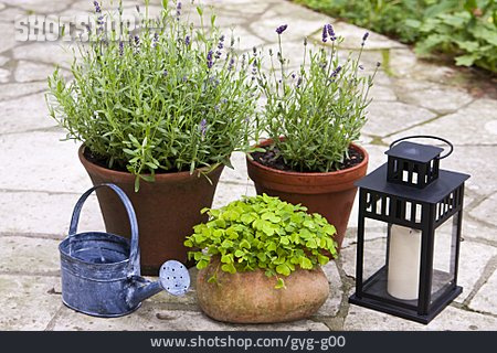 
                Stilleben, Blumentopf, Lavendel, Gartendekoration                   
