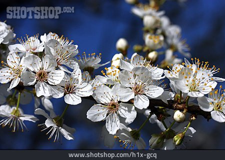 
                Blüte, Schlehenblüte                   
