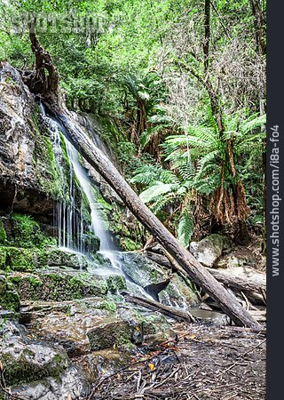 
                Urwald, Tasmanien                   