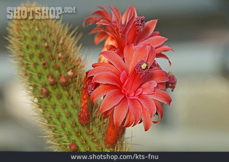 
                Kaktusblüte, Cleistocactus                   