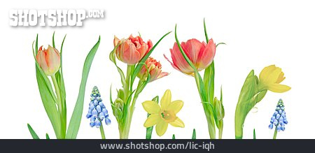 
                Blume, Tulpe, Frühlingsblume                   