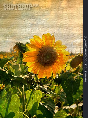 
                Sonnenblume, Leinwand, Vintage                   