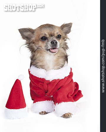 
                Weihnachtlich, Chihuahua, Weihnachtsmannkostüm                   