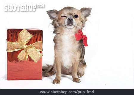 
                Hund, Geschenk, Weihnachtsgeschenk, Chihuahua                   