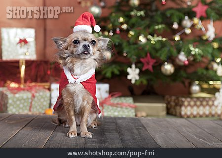 
                Weihnachten, Hund, Weihnachtsgeschenk, Chihuahua                   