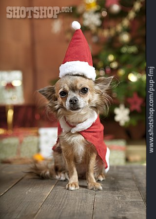 
                Weihnachten, Hund, Weihnachtsgeschenk, Chihuahua                   