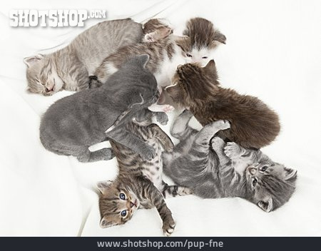 
                Tiergruppe, Tierjunges, Katze, Katzenjunges                   