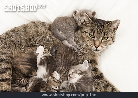 
                Tiergruppe, Tierjunges, Katze                   
