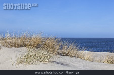 
                Nordsee, Strandhafer, Düne                   