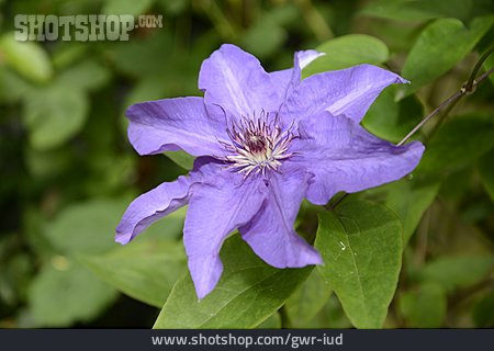 
                Clematis, Clematisblüte                   