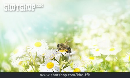 
                Biene, Blumenwiese, Gänseblümchen                   