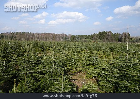 
                Nadelbaum, Weihnachtsbaum, Tannenbaumplantage                   