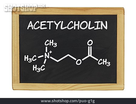 
                Neurotransmitter, Acetylcholin                   