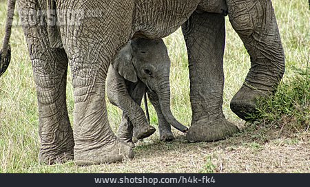 
                Tierjunges, Elefant                   