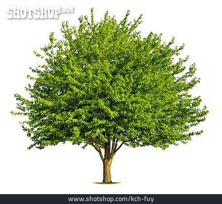 
                Baum                   