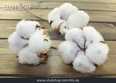 
                Cotton, Cotton Plant                   