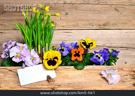 
                Frühlingsblumen, Frühlingsgruß                   
