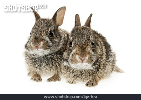 
                Kaninchen, Waldkaninchen                   