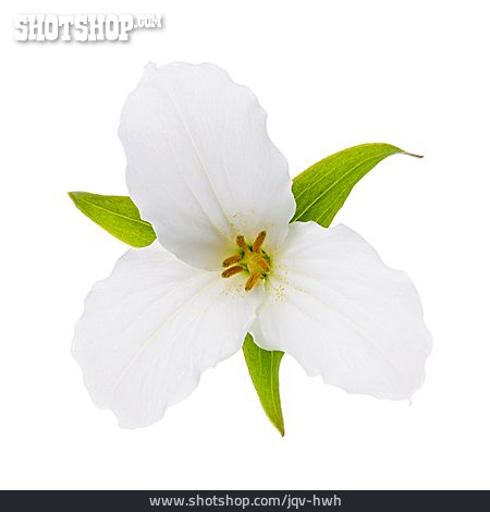
                Blüte, Waldlilie                   