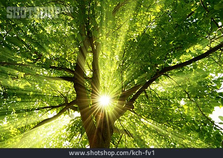
                Gegenlicht, Baum, Sonnenstrahlen                   