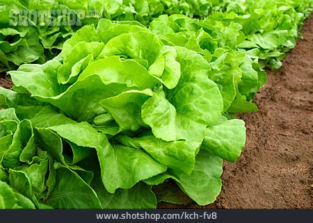 
                Kopfsalat, Salatanbau                   