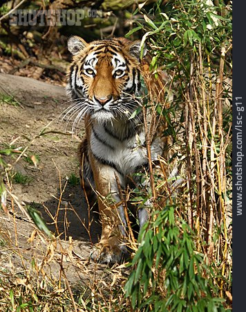 
                Tiger, Sumatratiger                   