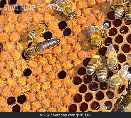 
                Bienenvolk, Bienenwabe, Bienenkönigin                   