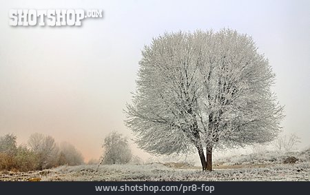 
                Baum, Winter, Frost, Stieleiche                   