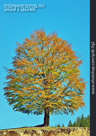 
                Baum, Herbstfarben                   