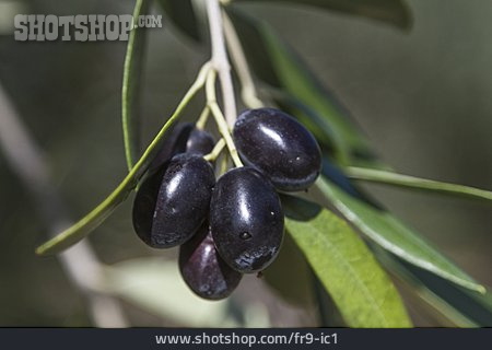 
                Olivenzweig, Olive                   