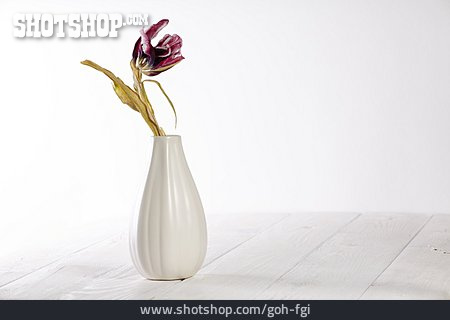 
                Tulpe, Vase, Verwelkt                   