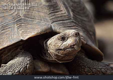 
                Schildkröte, Pantherschildkröte                   