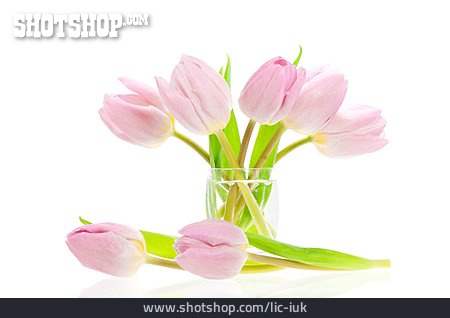 
                Tulpe, Tulpenstrauß                   