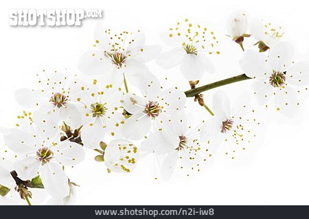 
                Blüte, Schlehenblüte                   