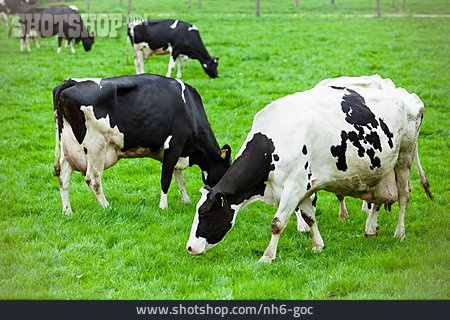 
                Kuh, Viehwirtschaft, Rinderzucht                   