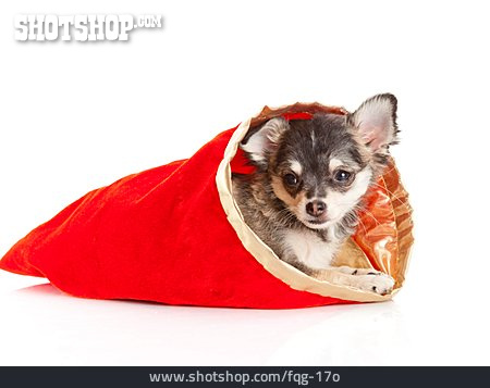 
                Hund, Weihnachtsgeschenk, Chihuahua                   