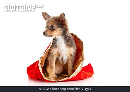 
                Hund, Weihnachtsgeschenk, Chihuahua                   