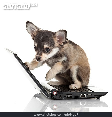 
                Hund, Internet, Chihuahua                   