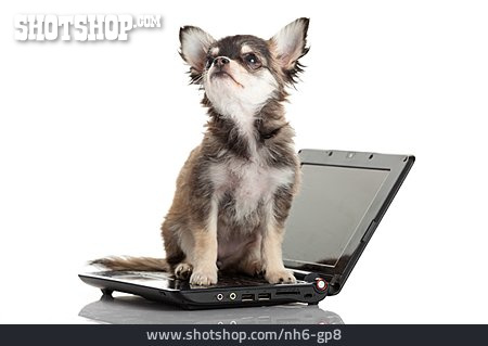 
                Hund, Internet, Chihuahua                   