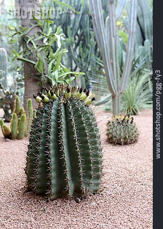 
                Kaktus, Botanischer Garten, Jardin Majorelle                   