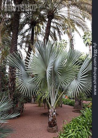 
                Palme, Botanischer Garten, Jardin Majorelle                   