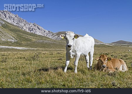 
                Kuh, Nationalpark Del Gran Sasso                   