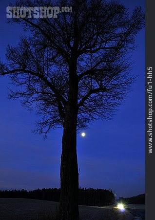 
                Baum, Mond, Lichtquelle                   