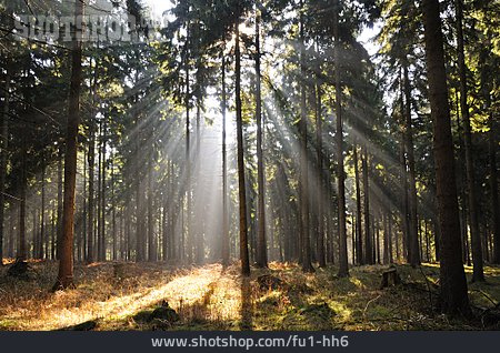 
                Wald, Zittauer Gebirge                   