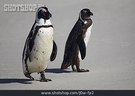 
                Afrikanischer Pinguin                   