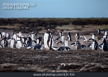
                Pinguine, Eselspinguin                   