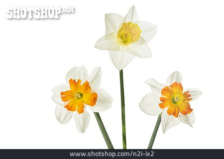 
                Frühlingsblume, Narzissen                   