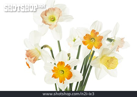 
                Frühlingsblume, Narzissen                   