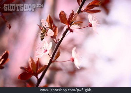 
                Biene, Kirschblüte                   