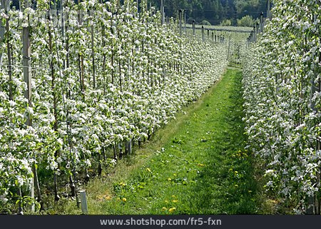 
                Apfelplantage                   